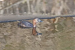 Little Grebe (Tachybaptus ruficollis) swimming in a hole in the ice, Callantsoog Little Grebe (Tachybaptus ruficollis) swimming in a hole in the ice, Callantsoog