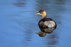 September Prints: Little Grebe (Tachybaptus ruficollis) female on water with reflection, Roggebotzand