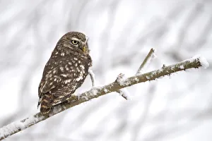 Little Owl (Athene Noctua) perched on a branch in the snow, Noordeinde, Gelderland, the Netherlands Little Owl (Athene Noctua) perched on a branch in the snow, Noordeinde, Gelderland, the Netherlands