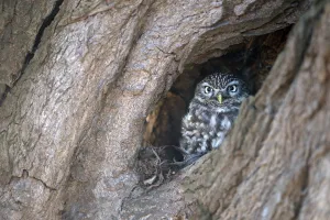 Midday Prints: Little Owl (Athene Noctua) perched in a old willow looking at camera, Zalk, Overijssel