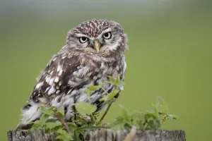 Autumn Prints: Little Owl (Athene noctua) perched on a pole looking at camera