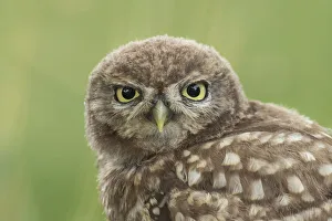 The Netherlands Prints: Little owl young portrait, The Netherlands