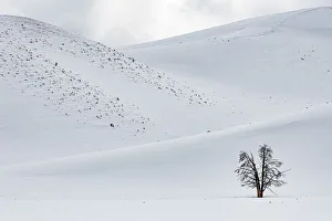 Lonely Tree at Hayden Valley, Yellowstone National Park, Wyoming, USA