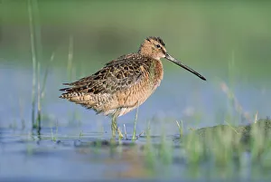 North Prints: Long-billed Dowitcher (Limnodromus scolopaceus) in breeding plumage, North America