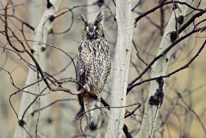 Long-eared Owl (Asio otus) perching in a tree, circumpolar species, British Columbia Long-eared Owl (Asio otus) perching in a tree, circumpolar species, British Columbia