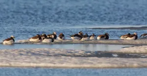 Long-tailed Duck (Clangula Hyemalis), group resting on the tundra, North Slope, Point Barrow Long-tailed Duck (Clangula Hyemalis), group resting on the tundra, North Slope, Point Barrow