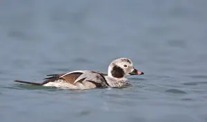 Long-tailed duck (Clangula Hyemalis) swimming on sea, Brouwersdam, Zeeland, Nederland
