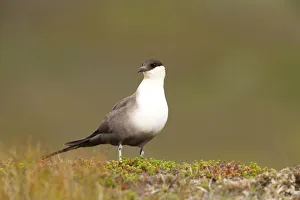 Long-tailed Skua (Stercorarius longicaudus) adult standing in tundra, Borgefjell, Nord-Trondelag Long-tailed Skua (Stercorarius longicaudus) adult standing in tundra, Borgefjell, Nord-Trondelag