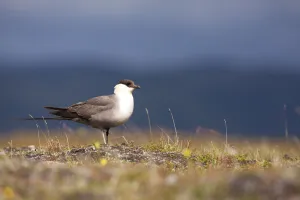 Long-tailed Skua (Stercorarius longicaudus) adult standing on tundra, Borgefjell, Nord-Trondelag, Norway