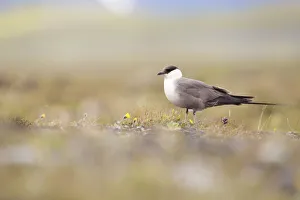Long-tailed Skua (Stercorarius longicaudus) adult standing on Tundra, Borgefjell, Nord-Trondelag, Norway