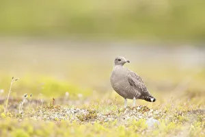 Long-tailed Skua (Stercorarius longicaudus) juvenile standing on Tundra, Borgefjell