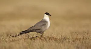 Tundra Prints: Long-tailed Skua (Stercorarius Longicaudus) standing on the tundra