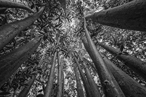 Creative Prints: Low angle view of the branches of a pollarded Willow (Salix sp)