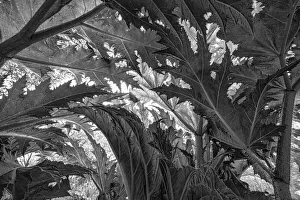 Creative Prints: Low angle view of Giant Hogweed (Heracleum mantegazzianum) leaves