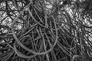 Low angle view of Honeysuckle (Lonicera sp.) on tree trunk, Well, Limburg Low angle view of Honeysuckle (Lonicera sp.) on tree trunk, Well, Limburg