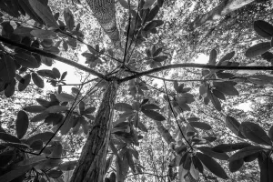 Creative Prints: Low angle view of unidentified Rhododendron