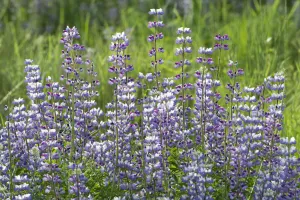 Redwood Prints: Lupine (Lupinus sp) flowers, Redwood National Park, California