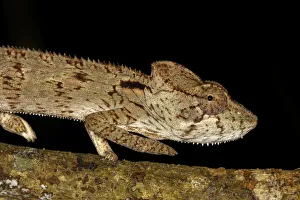 Close Up Prints: Madagascar Giant Chameleon (Furcifer oustaleti) against a black background