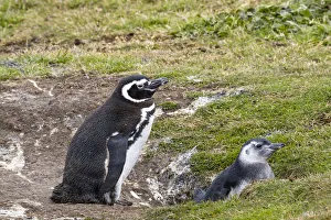Magellanic Penguin (Spheniscus magellanicus) parent with chick at nest, Falkland Islands Magellanic Penguin (Spheniscus magellanicus) parent with chick at nest, Falkland Islands