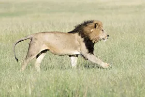 Male African Lion (Panthera leo) running on savanna, Masai Mara, Kenya Male African Lion (Panthera leo) running on savanna, Masai Mara, Kenya