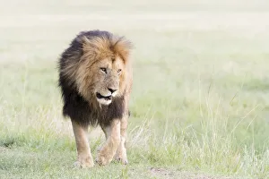 Masai Mara Prints: Male African Lion (Panthera leo) on savanna, Masai Mara, Kenya