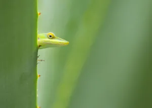 Abstract Prints: Male Allisons anole (Anolis allisoni) looking at camera, Roatan, Honduras