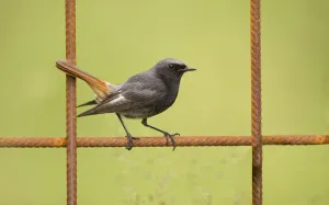 Male Black redstart (Phoenicurus ochruros) resting on a fence, The Netherlands Male Black redstart (Phoenicurus ochruros) resting on a fence, The Netherlands