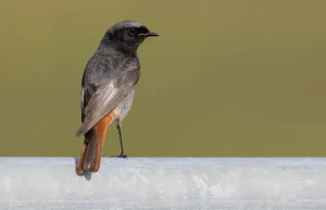 Male Black redstart (Phoenicurus ochruros) perched on a fence, Lauwersmeer, Lauwersoog, The Netherlands Male Black redstart (Phoenicurus ochruros) perched on a fence, Lauwersmeer, Lauwersoog, The Netherlands