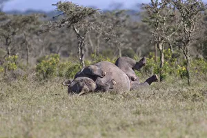 Male Black Rhinoceros (Diceros bicornis) rolling on its back in an open area, Kenya Male Black Rhinoceros (Diceros bicornis) rolling on its back in an open area, Kenya