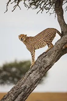 A male Cheetah (Acinonyx jubatus) uncharacteristically climbs a tree to scout for prey A male Cheetah (Acinonyx jubatus) uncharacteristically climbs a tree to scout for prey