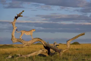 Male Cheetah (Acinonyx jubatus) standing on dead tree, Kenya, Masai Mara game reserve