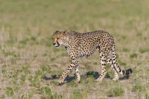 Male Cheetah (Acinonyx jubatus) walking across open grassland, South Africa