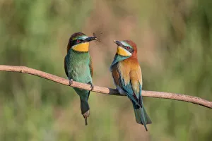 Male Eueopean Bee-eater (Merops apiaster) presenting female with a food gift as part Male Eueopean Bee-eater (Merops apiaster) presenting female with a food gift as part
