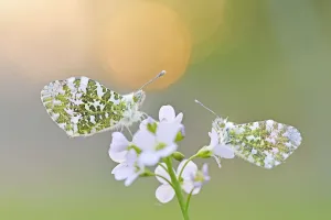 Macro Prints: male and female Orange Tip (Anthocharis cardamines) on Cuckooaes Flower, Naardermeer