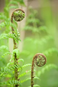 Male Fern (Dryopteris filix-mas) unrolling frond, Den Oever, The Netherlands Male Fern (Dryopteris filix-mas) unrolling frond, Den Oever, The Netherlands