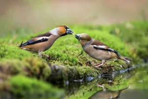 Male Hawfinch (Coccothraustes coccothraustes) giving seed to a female Hawfinch, Noord-Brabant Male Hawfinch (Coccothraustes coccothraustes) giving seed to a female Hawfinch, Noord-Brabant