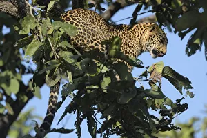 National Park Prints: male Indian Leopard (Panthera pardus fusca)perching in an unidentified tree