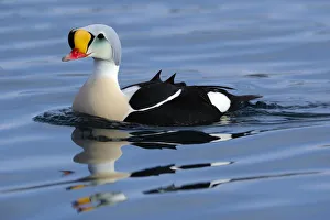 March Prints: Male King Eider (Somateria spectabilis) swimming, Norway