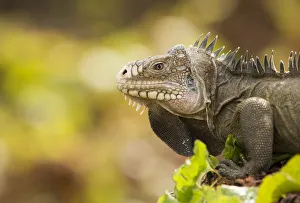 Close Up Prints: Male Lesser Antillean Iguana (Iguana delicatissima) close up