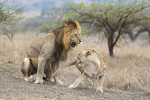 A male Lion and Lioness (Panthera leo) after mating aggressive, South Africa A male Lion and Lioness (Panthera leo) after mating aggressive, South Africa
