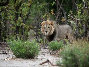 Male Lion (Panthera leo) coming from out the bushes, Botswana, Savuti Camp