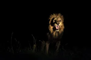 Woodland Prints: A male Lion (Panthera leo) displaying flehmen after testing a females receptiveness