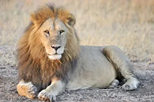 Male Lion (Panthera leo) lying, Tanzania, Serengeti National Park, Grumeti