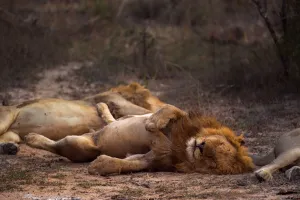 A male lion (Panthera leo) sleeping near members of his pride, Limpopo, South Africa