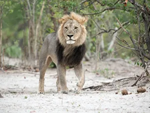 Lion Prints: Male Lion (Panthera leo) walking towards the camera, Botswana, Savuti Camp
