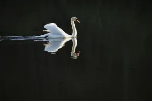 United Kingdom Prints: Male Mute Swan (Cygnus olor) patrolling lake to claim territory, Stover Country Park
