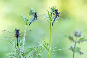 Macro Prints: Three male Scarce Chasers (Libellula fulva) at sunrise
