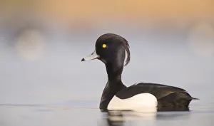 Male Tufted duck (Aythya fuligula) close-up, The Netherlands, Noord-Holland Male Tufted duck (Aythya fuligula) close-up, The Netherlands, Noord-Holland