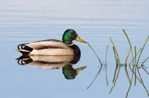 Drake Prints: Mallard (Anas platyrhynchos) drake in the water in reflection
