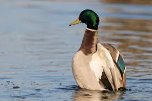 Mallard (Anas platyrhynchos) stretching its wings, polder Arkemheen, The Netherlands Mallard (Anas platyrhynchos) stretching its wings, polder Arkemheen, The Netherlands